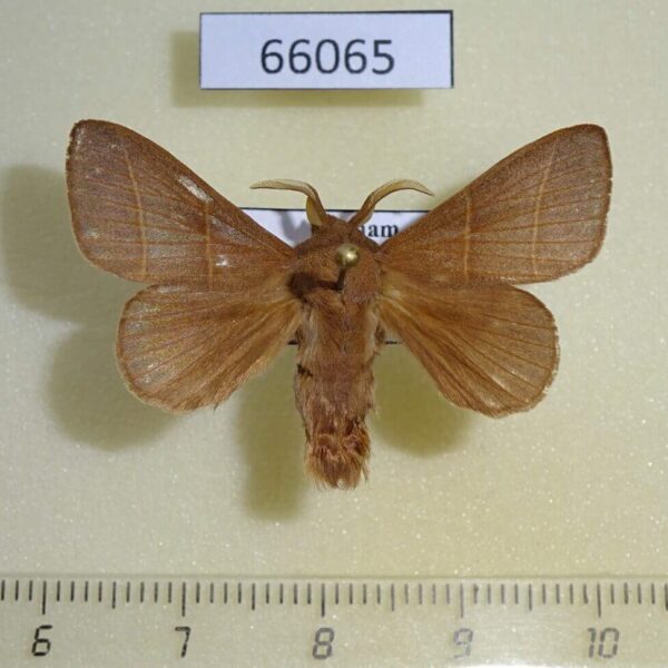 Lasiocampidae Syrastrena lanaoensis Vietnam