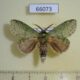 66073p Notodontiidae Stauropus virescens Vietnam $7