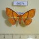 66074p Noctuidae Homodes vivida Vietnam $9