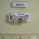 66084p Arctiidae Siccia taiwana Vietnam $7