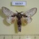 66097p Notodontiidae Syntypistis nigribasalis Vietnam $8