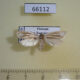 66112p Crambidae sp. Vietnam $4