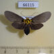 66115p Noctuidae Baroa siamica f Vietnam $9