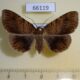66119p Noctuidae Mecodina cyanodonta f Vietnam $15