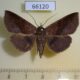 66120p Noctuidae sp. Vietnam $8