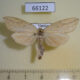 66122p Notodontiidae Periergos sp. magna f Vietnam $9