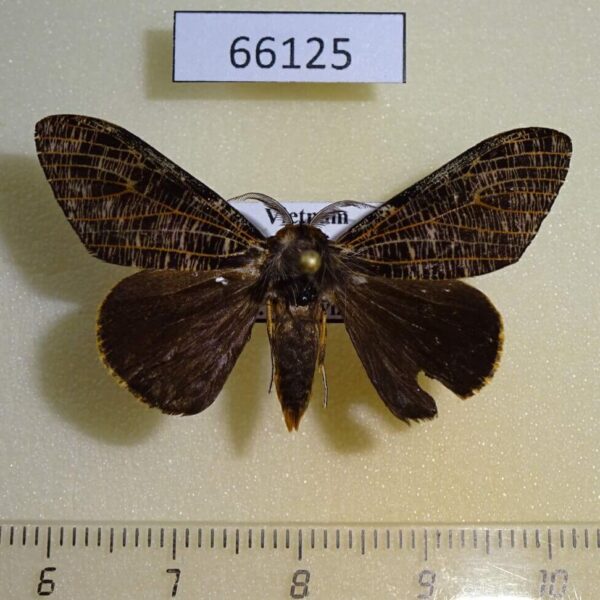 Lymantridae Locharna strigipennis Vietnam