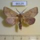 66129p Notodontiidae Omichlis dimorpha Vietnam $7