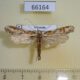 66164p Moth sp. Vietnam $8