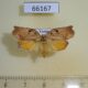 66167p Tortricidae Homona encausta Vietnam $7