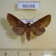 66168p Noctuidae Mimochroa angulifascia Vietnam $7