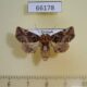 66178p Euteliidae Targalla apicifascia Vietnam $9