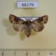 66179p Noctuidae Mythimna consanguis f Vietnam $9