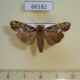 66182p Noctuidae Sasunaga interrupta Vietnam $7