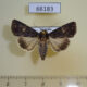 66183p Noctuidae Condica dolorosa Vietnam $8