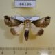 66186p Noctuidae Risoba obscurivialis Vietnam $9
