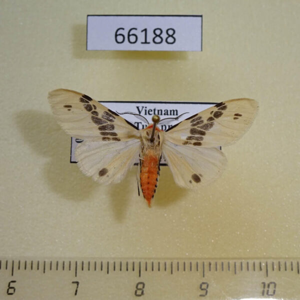 Arctiidae Lemyra ypsilon Vietnam