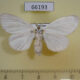 66193p Lymantridae Sphrageidus virguncula f Vietnam $8