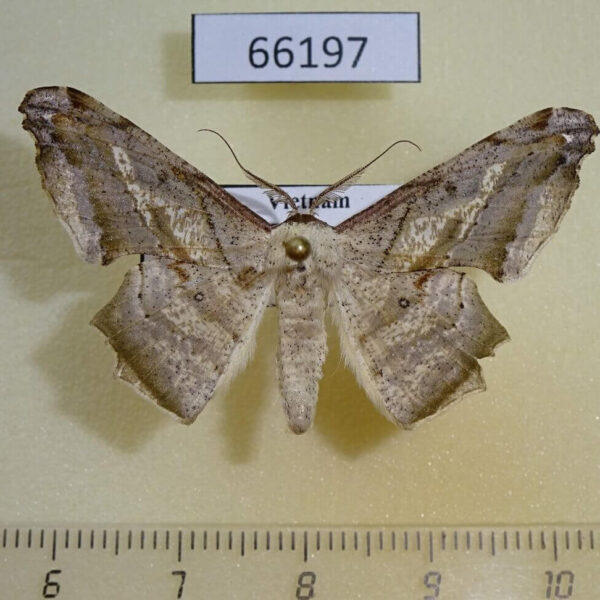 Geometridae Gonodontis palida Vietnam