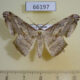 66197p Geometridae Gonodontis palida Vietnam $5