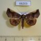 66203p Noctuidae Pangrapta pannosa Vietnam $5