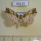 66210p Noctuidae Tamba mnionomera f Vietnam $20