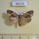 66215p Noctuidae Giaura robusta Vietnam $12