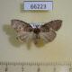 66223p Thyatiridae Parapsestis sp. Vietnam $4