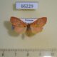 66229p Arctiidae Barsine exclusa Vietnam $10