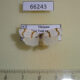 66243p Arctiidae Padenia obliquifascia Vietnam $9