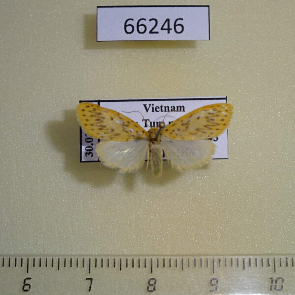 Arctiidae Lyclene alikangiae Vietnam