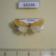 66246p Arctiidae Lyclene alikangiae Vietnam $6