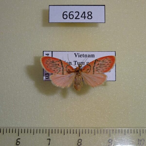 Arctiidae Miltochrista aberrans f Vietnam