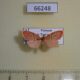 66248p Arctiidae Miltochrista aberrans f Vietnam $12