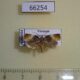 66254p Tortricidae sp. Vietnam $7