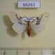 66261p Arctiidae Lemyra ypsilon Vietnam $9