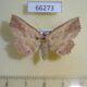 66273p Noctuidae Tamba cosmoloma f Vietnam $10