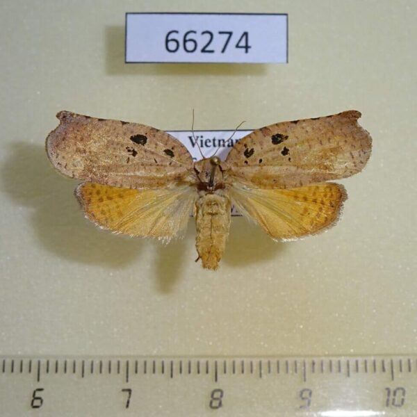 Tortricidae Homona encausta Vietnam