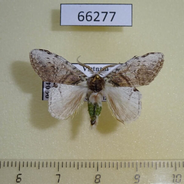 Notodontiidae Liparopsis postalbida Vietnam