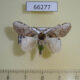 66277p Notodontiidae Liparopsis postalbida Vietnam $10