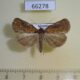 66278p Noctuidae Hydrillodes lentalis Vietnam $9