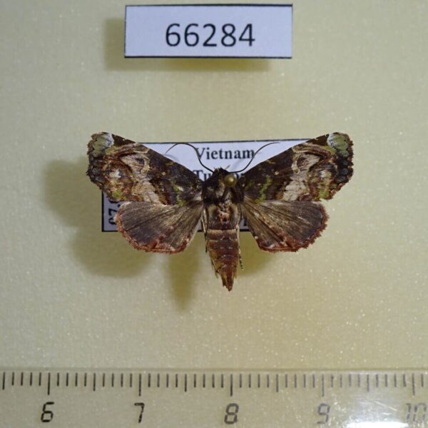 Euteliidae Targalla albiceps Vietnam
