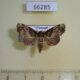 66285p Euteliidae Targalla albiceps Vietnam $15