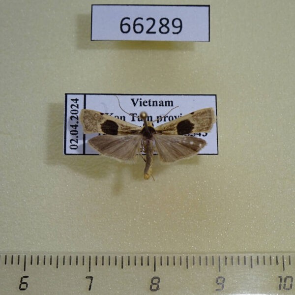 Arctiidae Teulisna uniplaga Vietnam