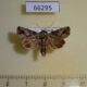 66295p Noctuidae Lignispalta viridaria Vietnam $10