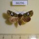 66296p Noctuidae Xenotrachea irrorata f Vietnam $12