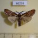 66298p Pyralidae Sacada sp. ragonotalis Vietnam $7