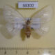 66300p Lymantridae Arctornis semihyalina f Vietnam $8