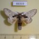 66319p Notodontiidae Syntypistis nigribasalis Vietnam $8