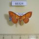 66324p Noctuidae Homodes vivida Vietnam $7